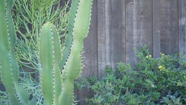仙人掌多汁的植物加州美国沙漠植物区系干旱气候自然花植物关闭背景绿色观赏不寻常的室内植物园艺美国生长芦荟龙舌兰